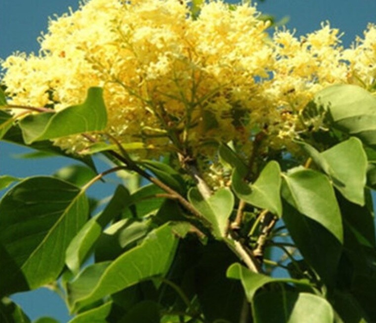 20 EXOTIC LILAC SEEDS for garden rare bloom flower plant bush USA SELLER USPS