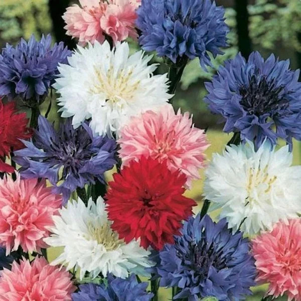 Tall Mix Bachelor’s Button/ Cornflower 500 Seeds Garden Flowers Butterflies