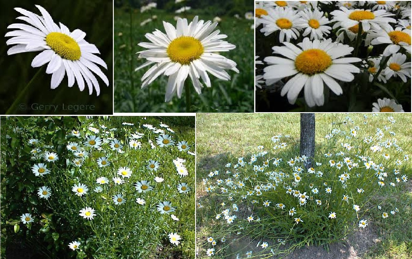 DAISY Flower WILD PERENNIAL SHASTA DAISY LARGE BLOOMS 100 SEEDS USA Seller