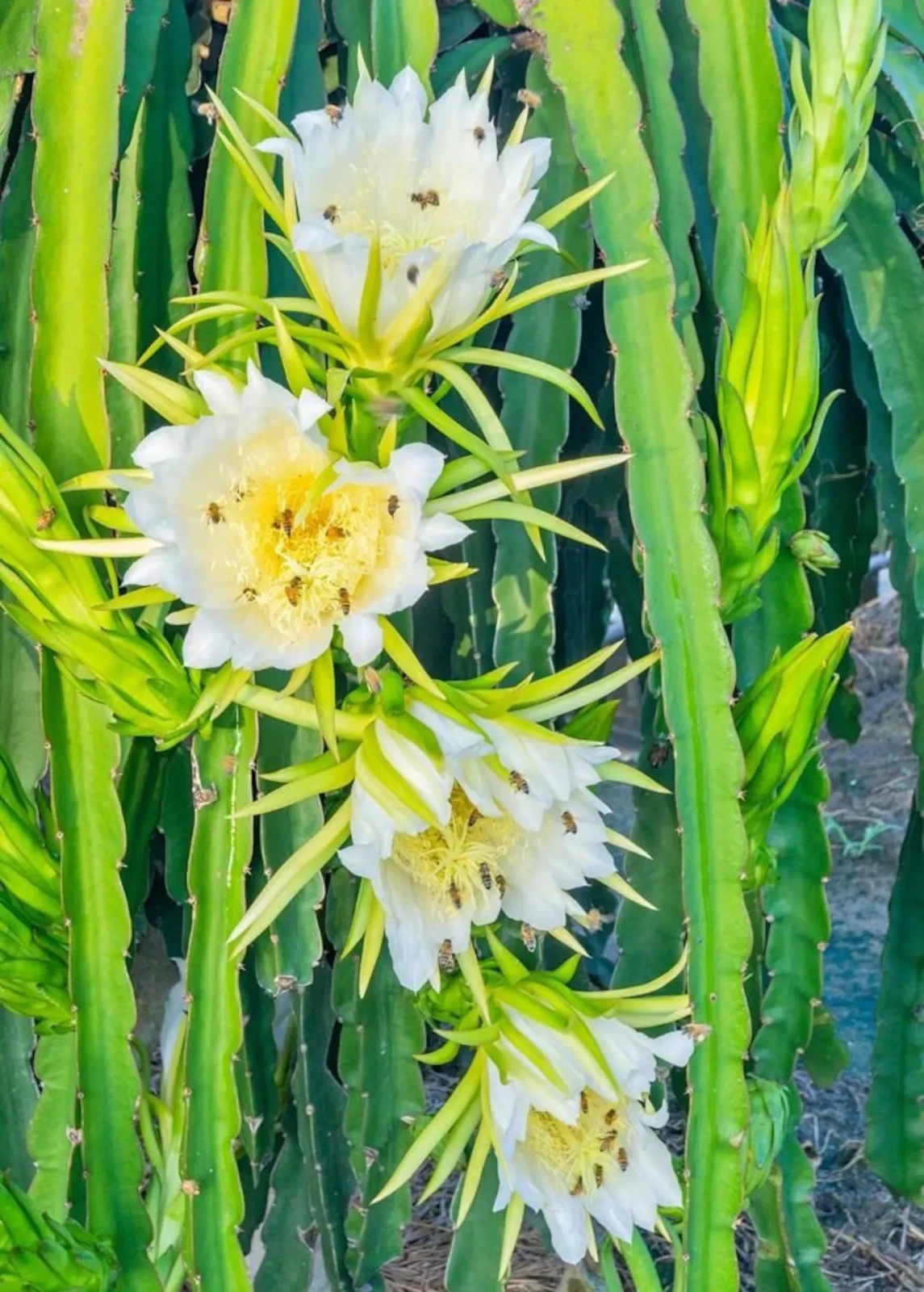 50 Yellow Dragon Fruit Seeds. Organic. USA Seeds. Ships free