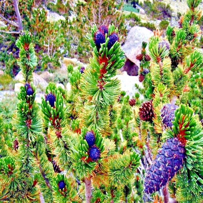 10 Bristlecone Pine Seeds (Pinus aristata) “OLDEST Living Tree in the WORLD!”