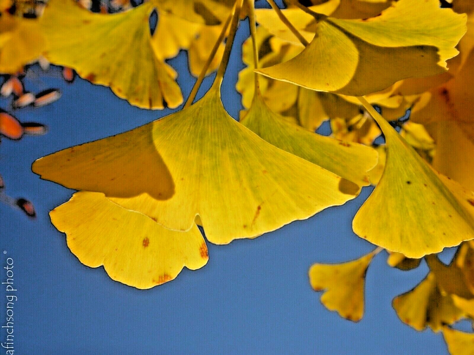 10 AUTUMN GOLD GINKGO SEEEDS – Ginkgo biloba ‘Autumn Gold’