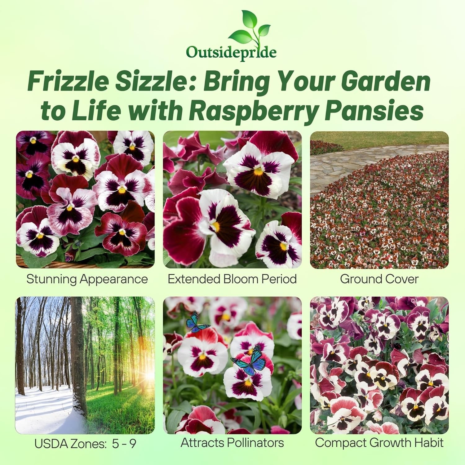 100 Seeds Pansy Flower Seeds – Pansy Frizzle Sizzle Rasberry