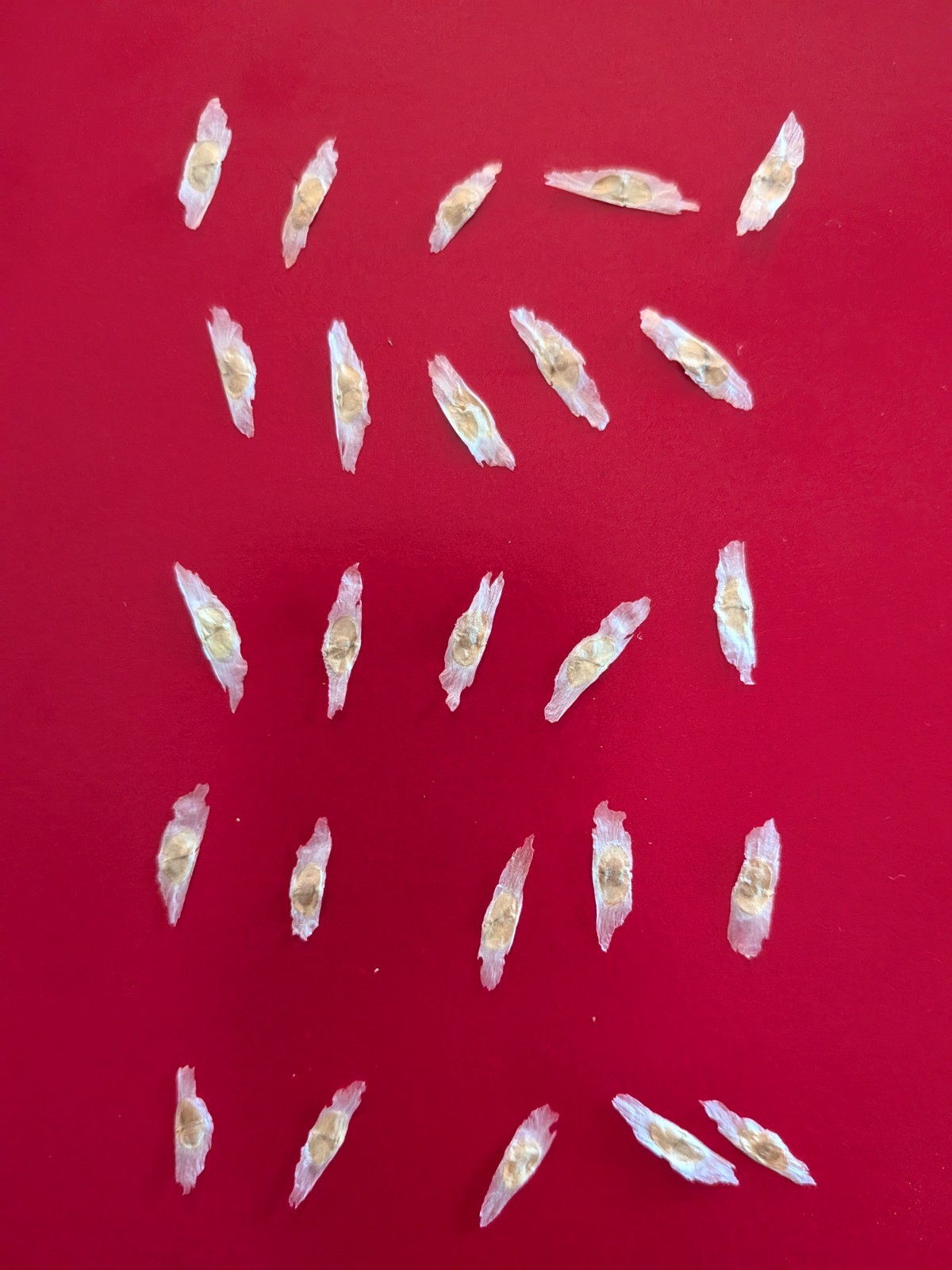 Tecoma Stans YELLOW BELLS 50 seeds