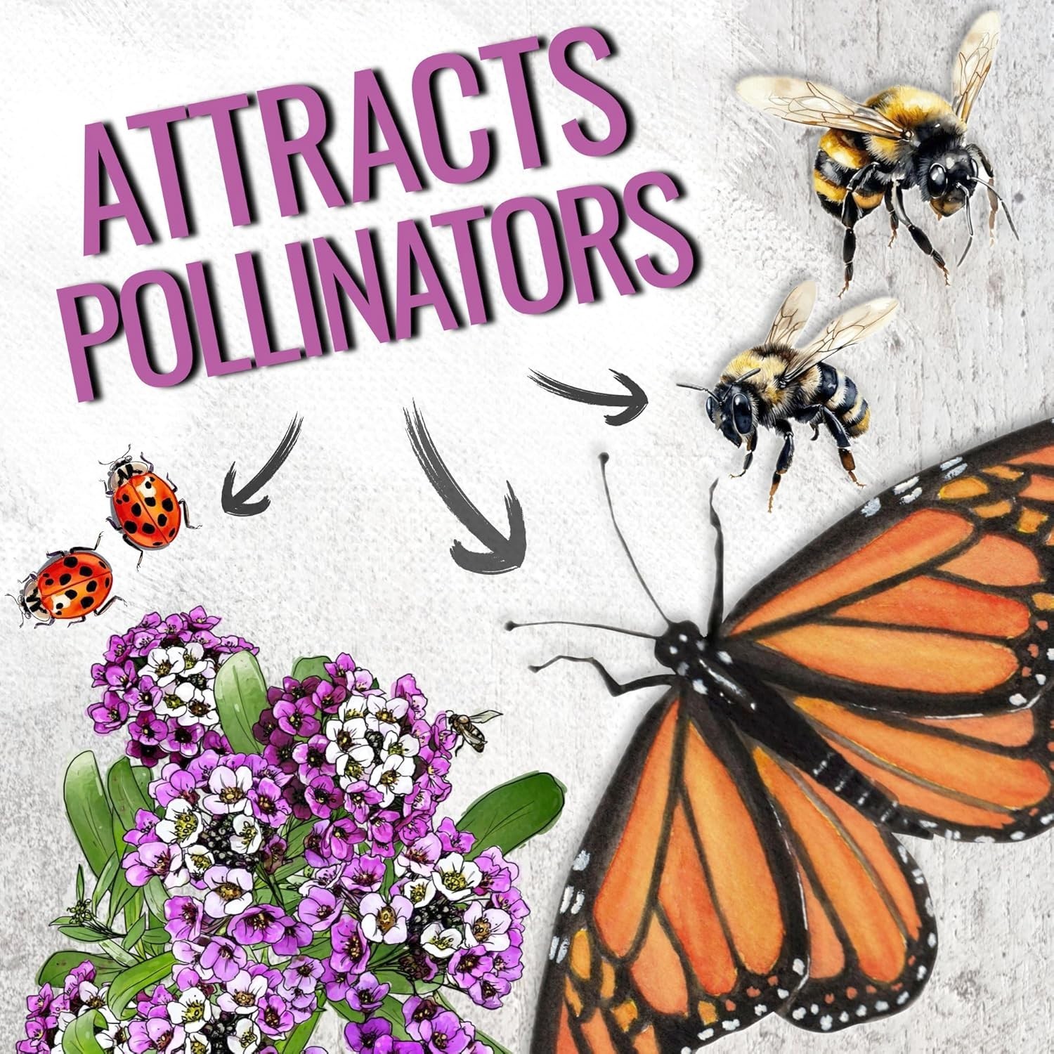 Tender Perennial Alyssum Seeds – Vibrant Violet Blooms for Containers & Borders