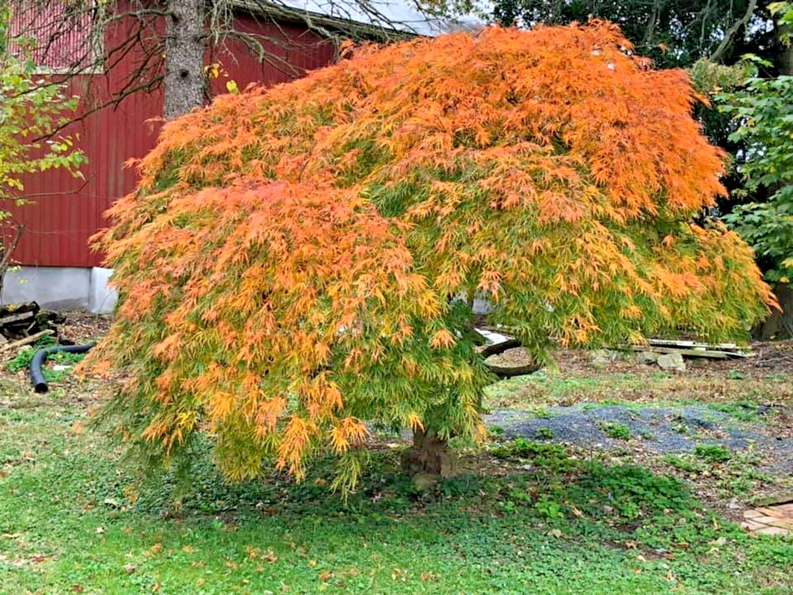 15 VIRIDIS LACELEAF MAPLE SEEDS – Acer palmatum var. dissectum ‘Viridis’