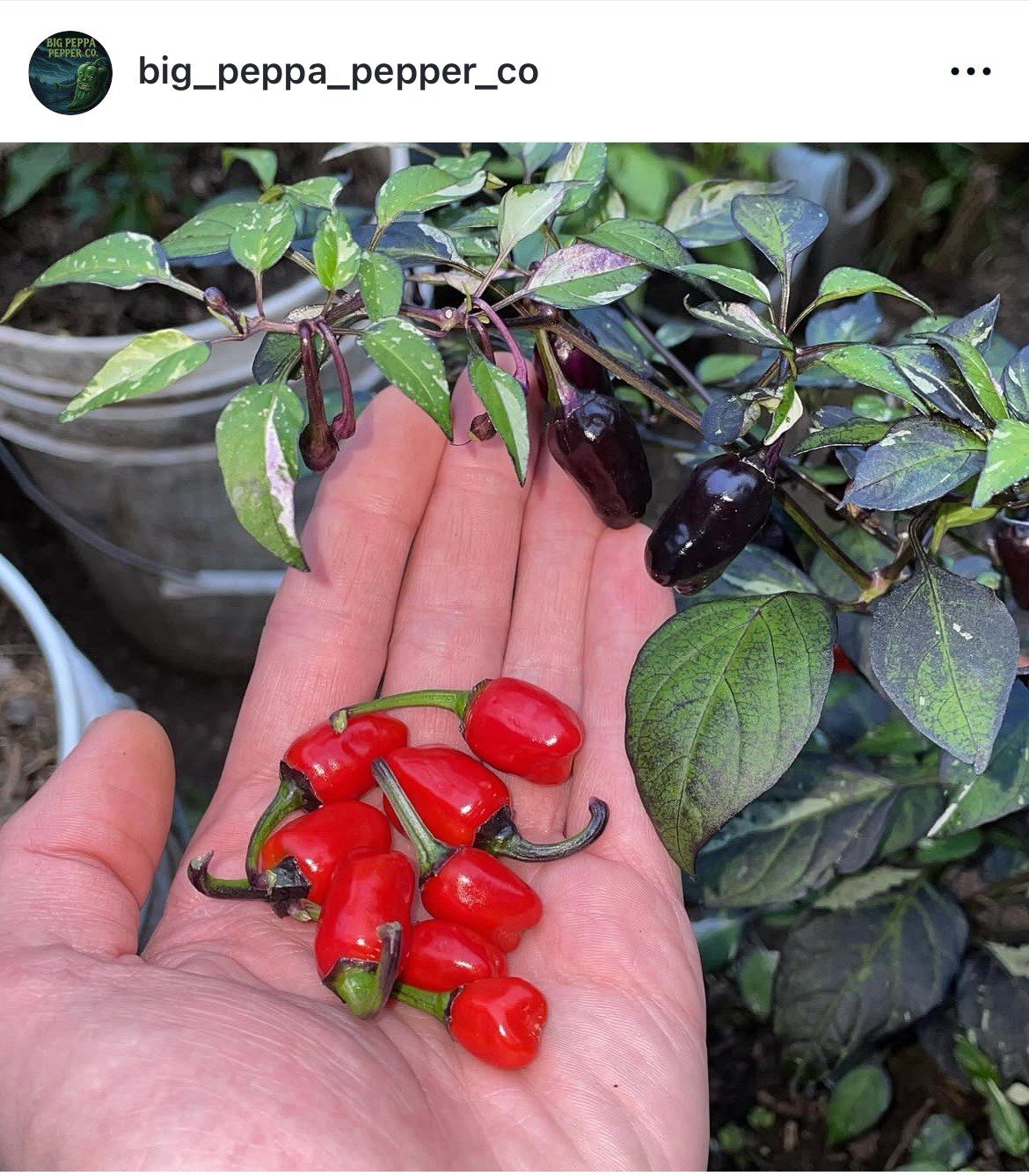 [HOT PURPLE TIGER] *RARE* PEPPER SEEDS FRESH HARVEST 2025 FREE SHIPPING!