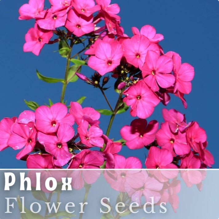 Phlox Seeds – 125 Seeds – Fuschia – Garden Bloom Annual Flower Seeds