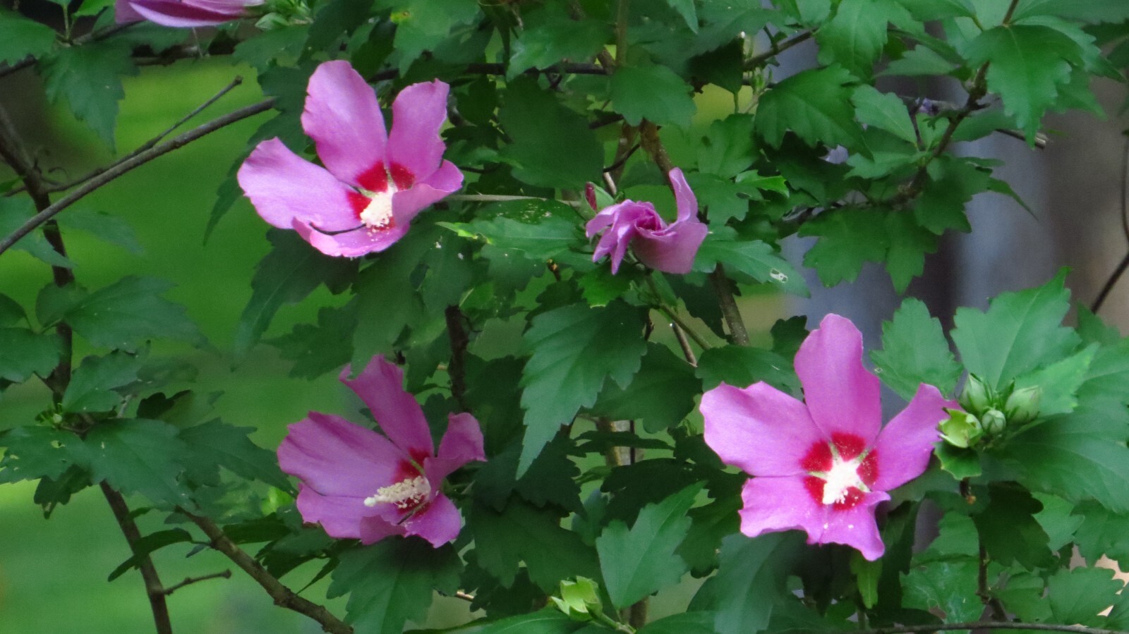 50+ Pink Rose of Sharon Seeds(Hibiscus syriacus/Aphrodite Althea/hardy hibiscus)