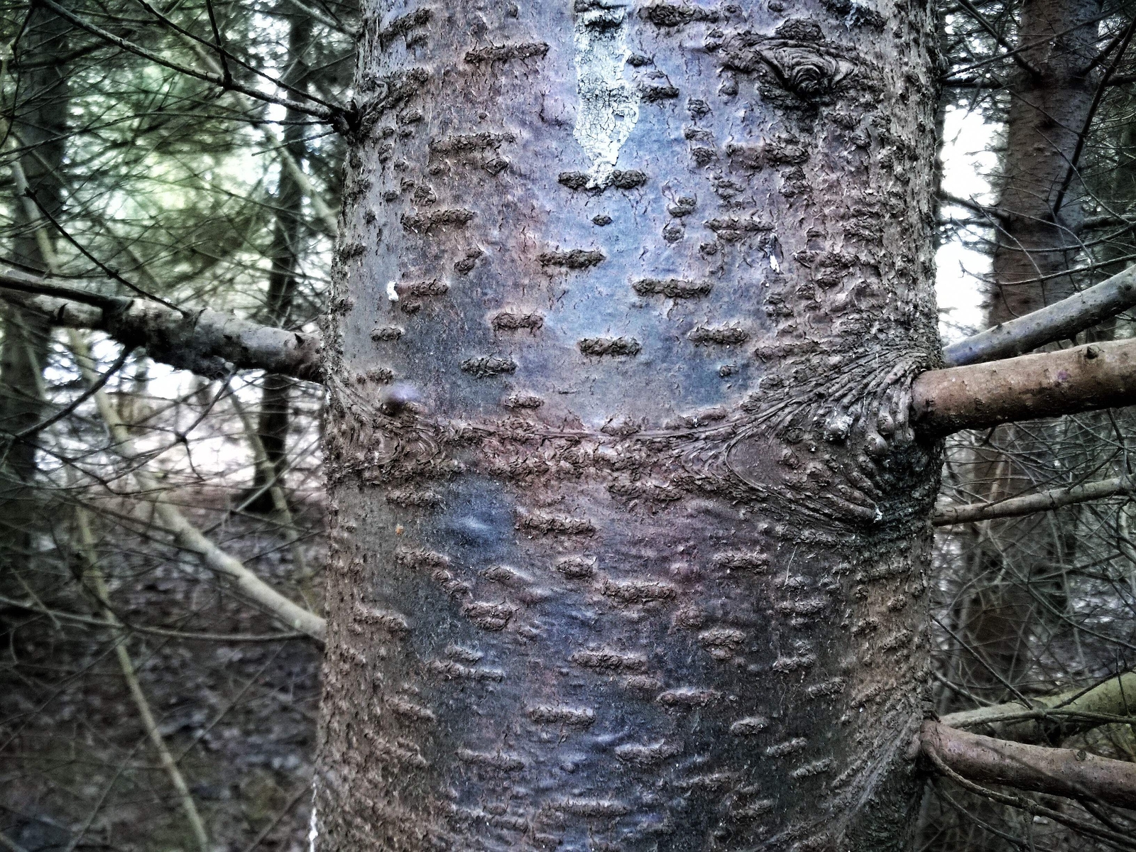30 BALSAM FIR Tree Abies Balsamea Christmas Tree Silver Pine Canadian Fir Seeds