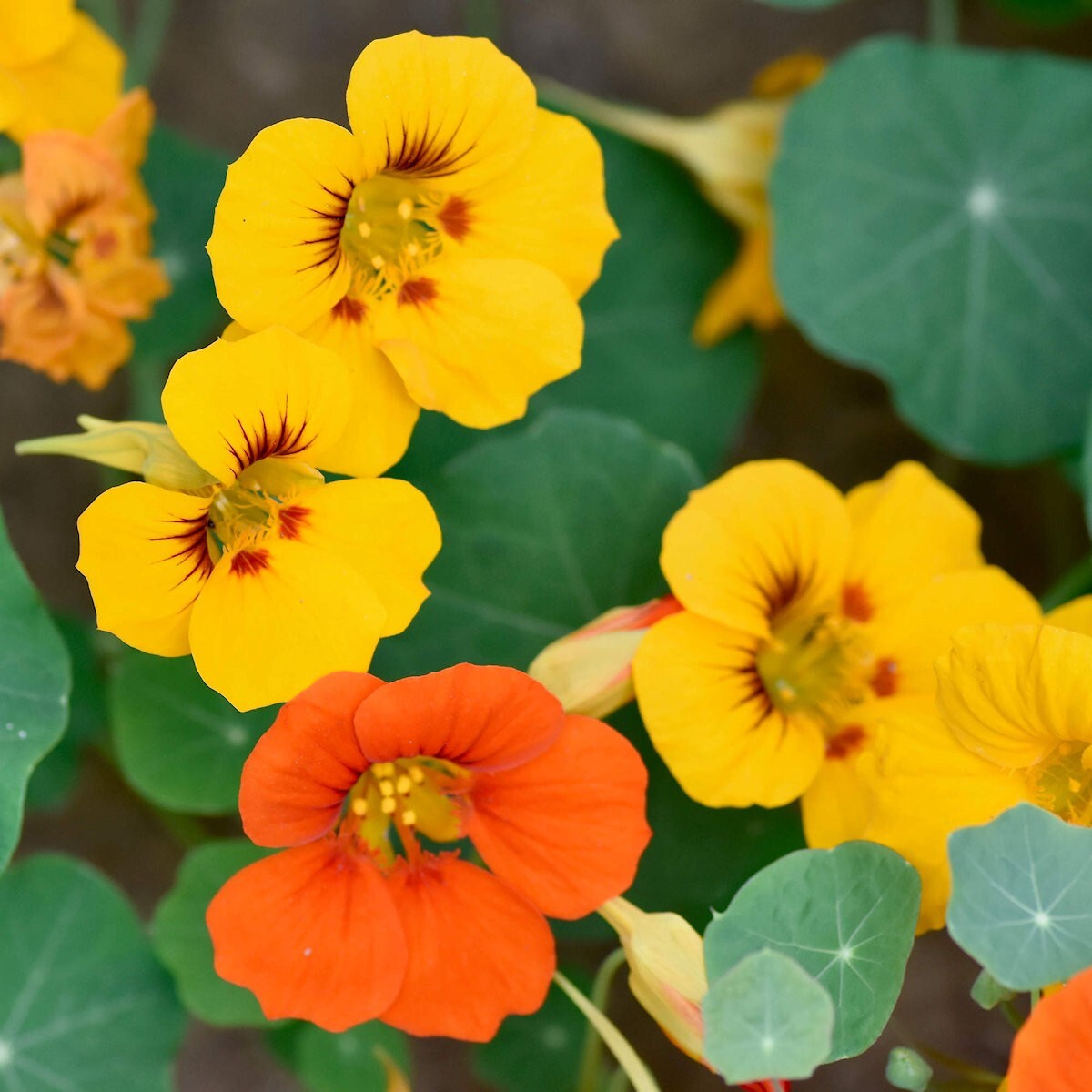 1 Oz Mixed Nasturtium Wildflower Seeds – Everwilde Farms Mylar Seed Packet