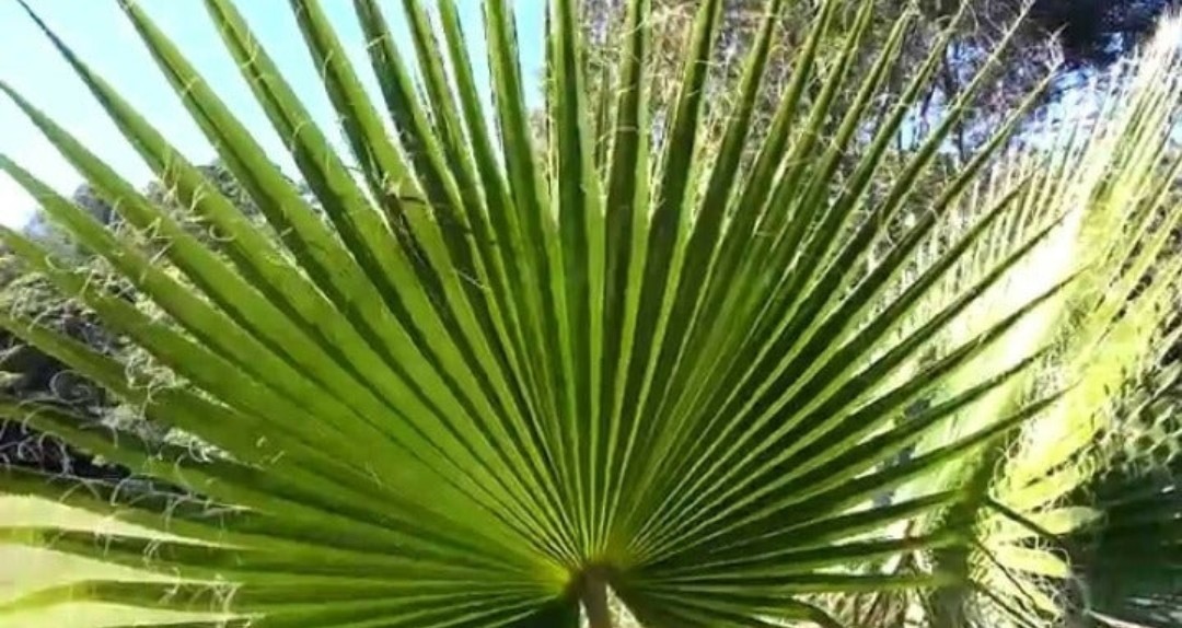FAST-GROWING Mexican Fan Palm Tree (Washingtonia Robusta) Seeds (10+ Total)!
