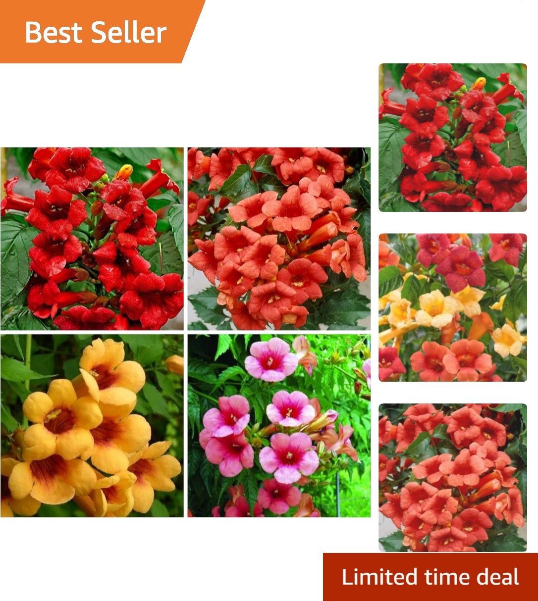 Trumpet Vine Seeds for Planting – 50+ Mixed Hummingbird Trumpet Vine Seeds No…
