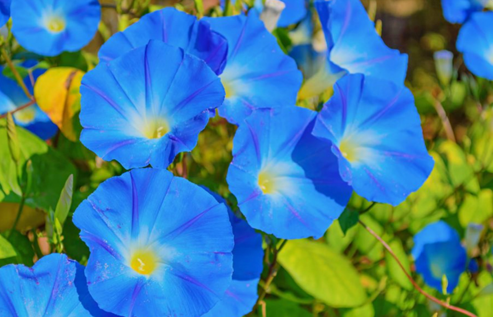 40 Heavenly Royal Blue Morning Glory, ipomoea purpurea Seeds