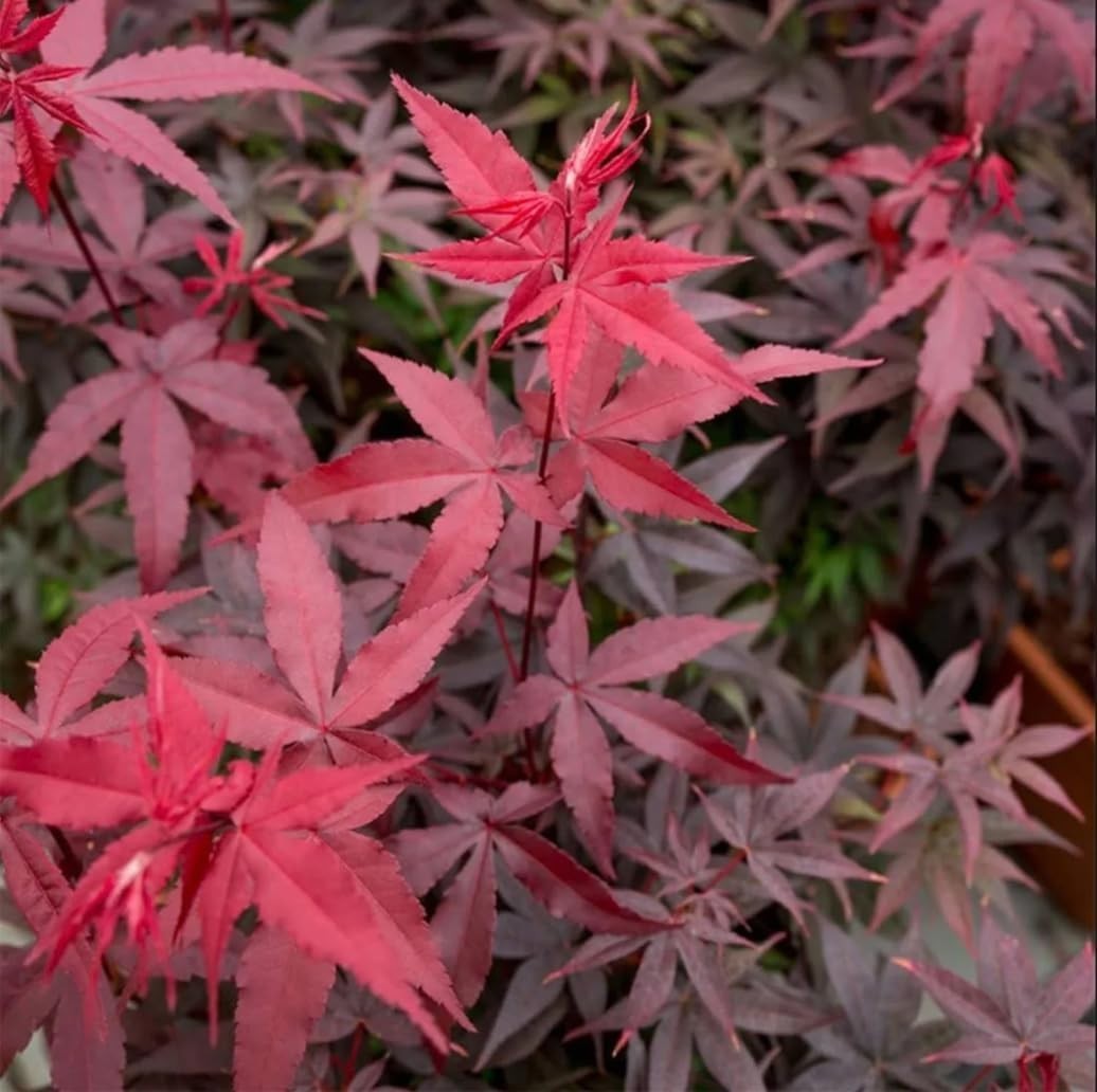 30pcs Japanese Maple Seeds with Striking Red Foliage – Indoor/Outdoor Growth