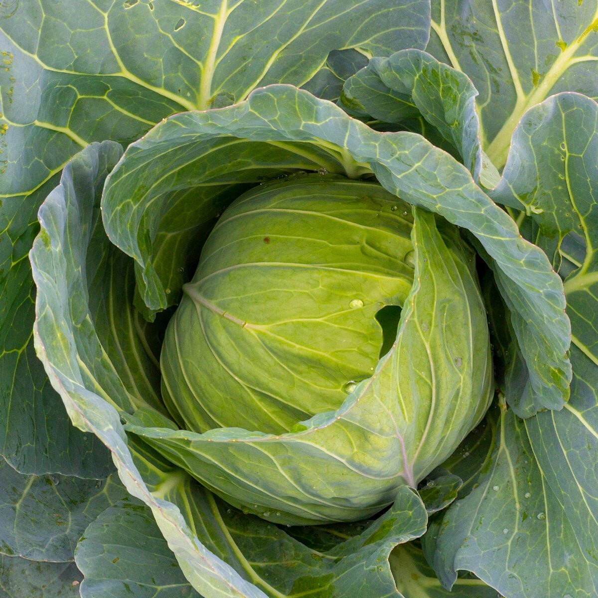 1 Oz Golden Acre Cabbage Seeds – Everwilde Farms Mylar Seed Packet