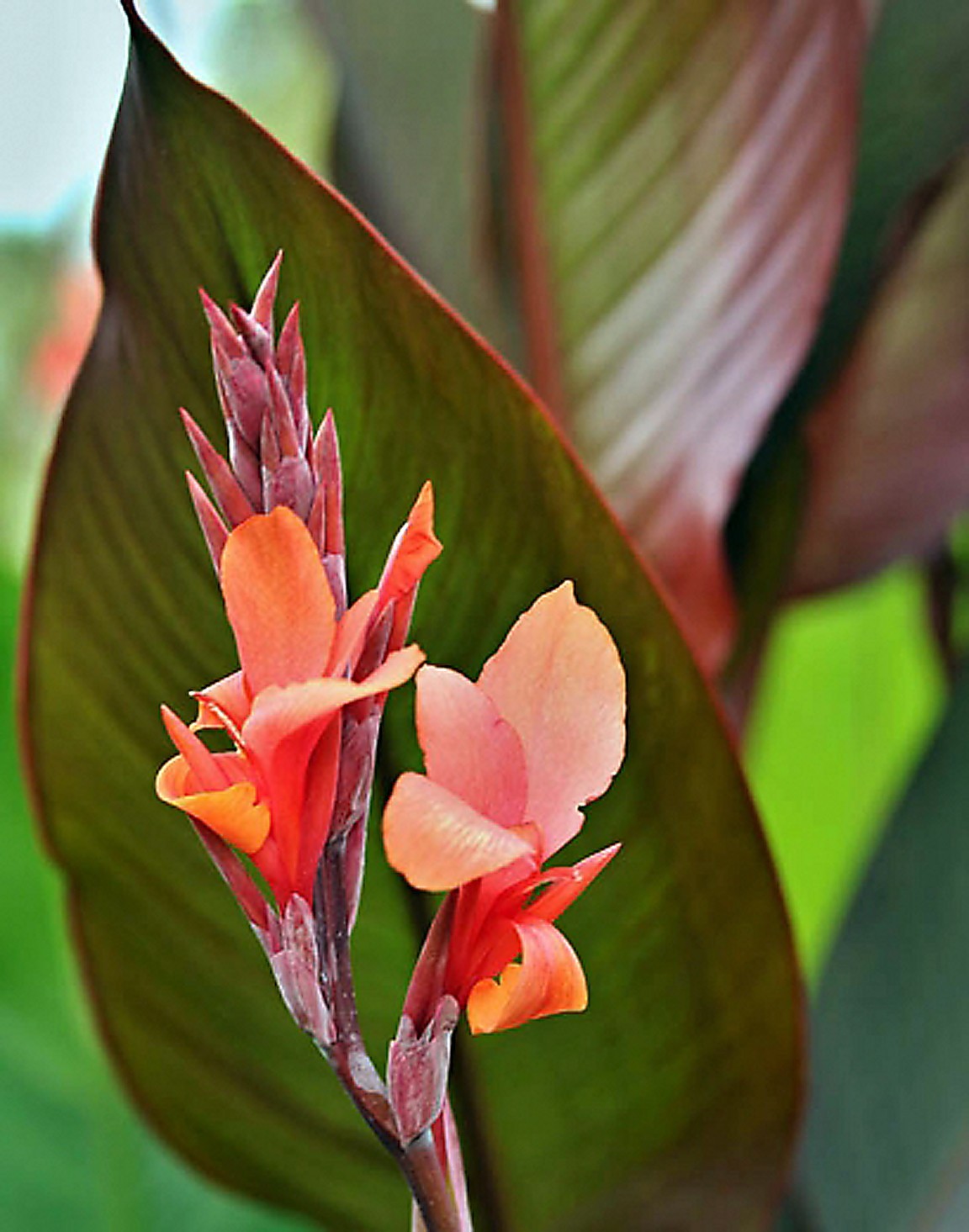 2x Canna Lily Bulbs Dark Red/Purple Musifolia – Large tropical plant (FREE SHIP)