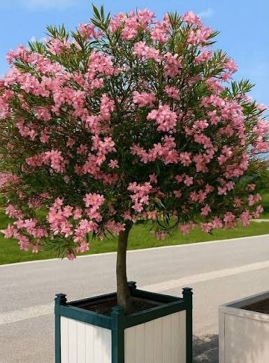 Dwarf Oleander Flowering Tree/Shrub Seeds – 100 Seeds + Growing Guide