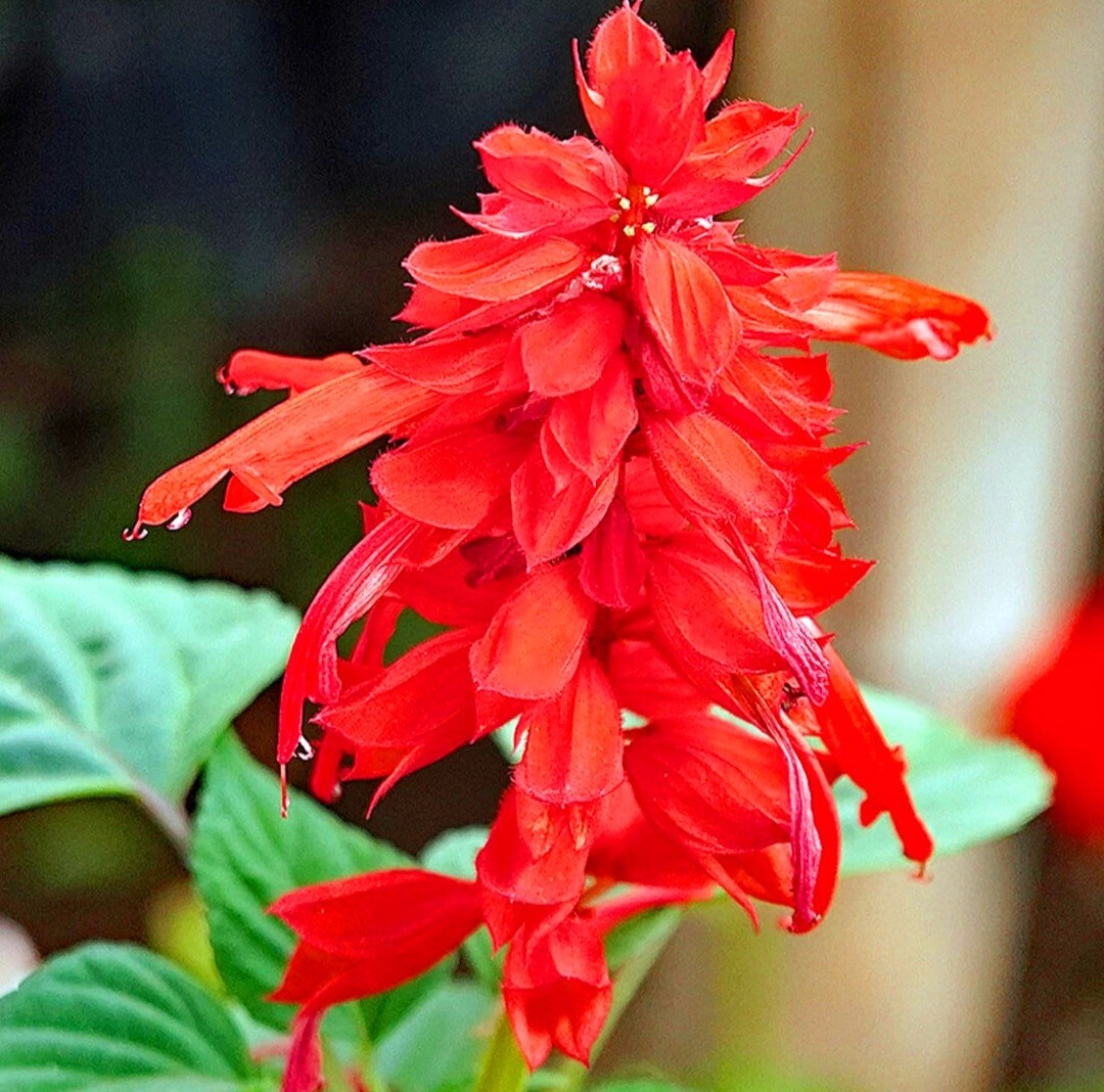 420 Salvia splendens Seeds Mixing Color Scarlet Sage Lamiaceae Dwarf Flower