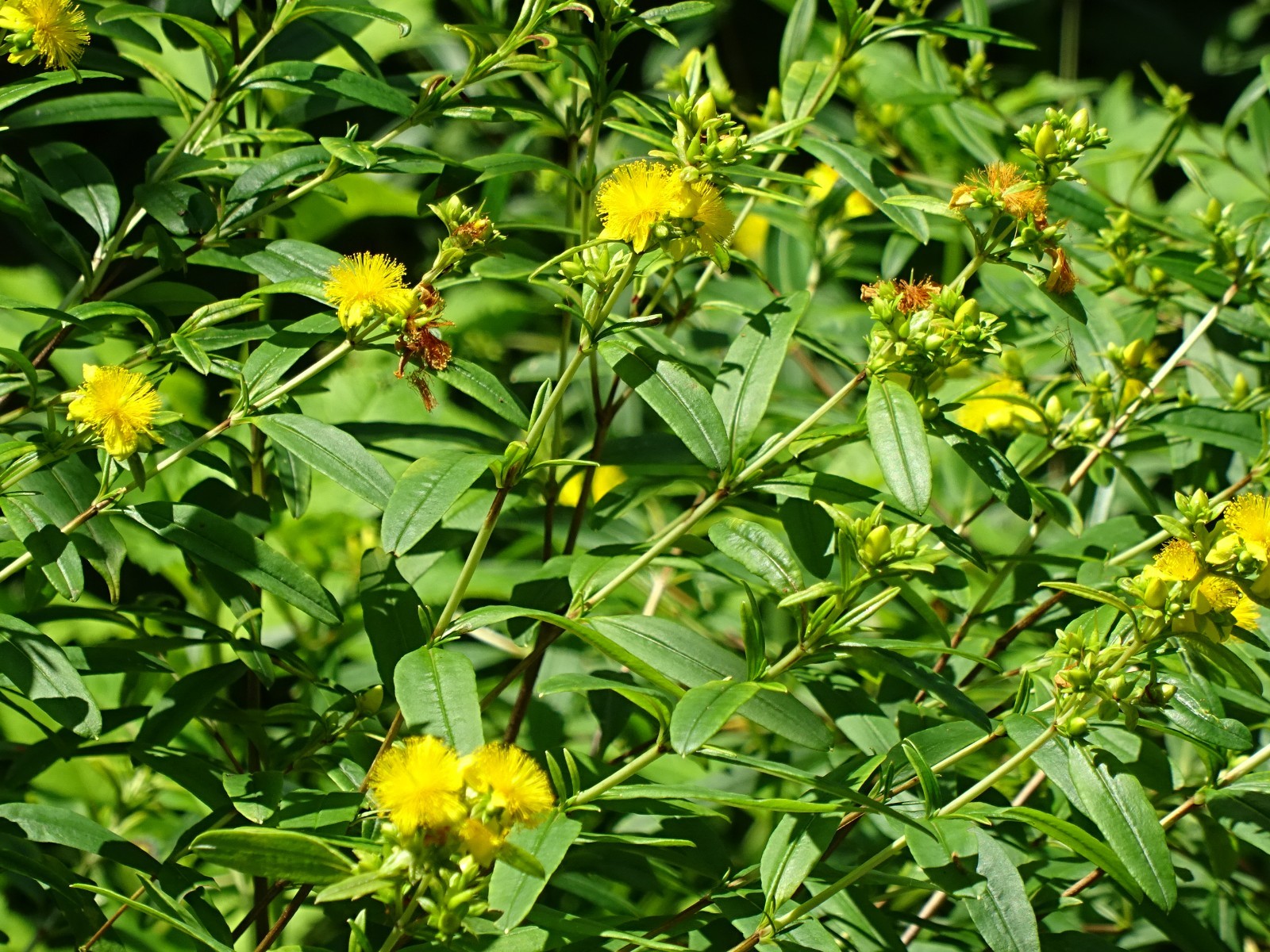 Shrubby St. John’s Wort Hypericum prolificum Native perennial Bush 100seeds 2025