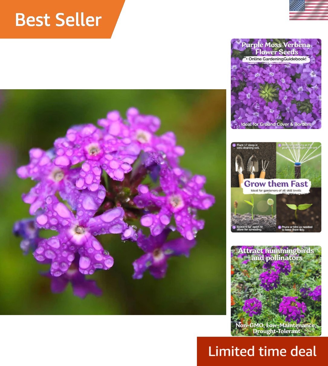 Easy to Grow Purple Trailing Verbena Seeds – Perfect for Bright Summer Blooms