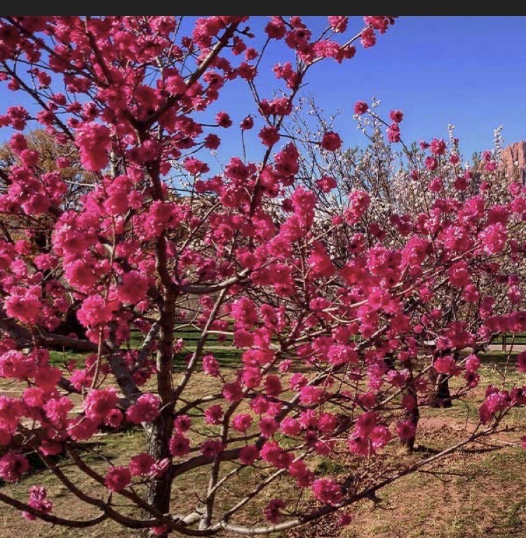 5 gallon 3-4 ft tall potted Red Baron Peach Tree, Fruit Tree- Flavorful, Juicy