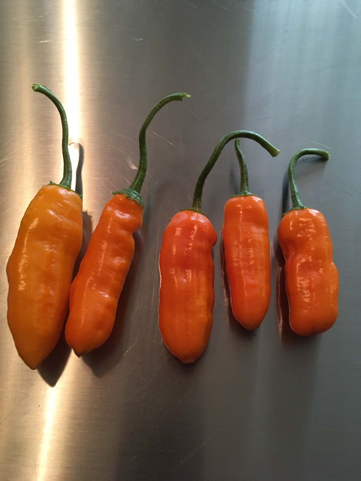 15 QUEEN LAURIE PEPPER SEED RARE SWEET-MEDIUM HOT PERFECT FOR STUFFED PEPPERS