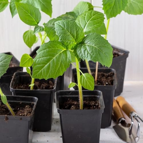 Seed Needs Tomatillo Seeds for Planting Grande Rio 1 Pack, (Green)