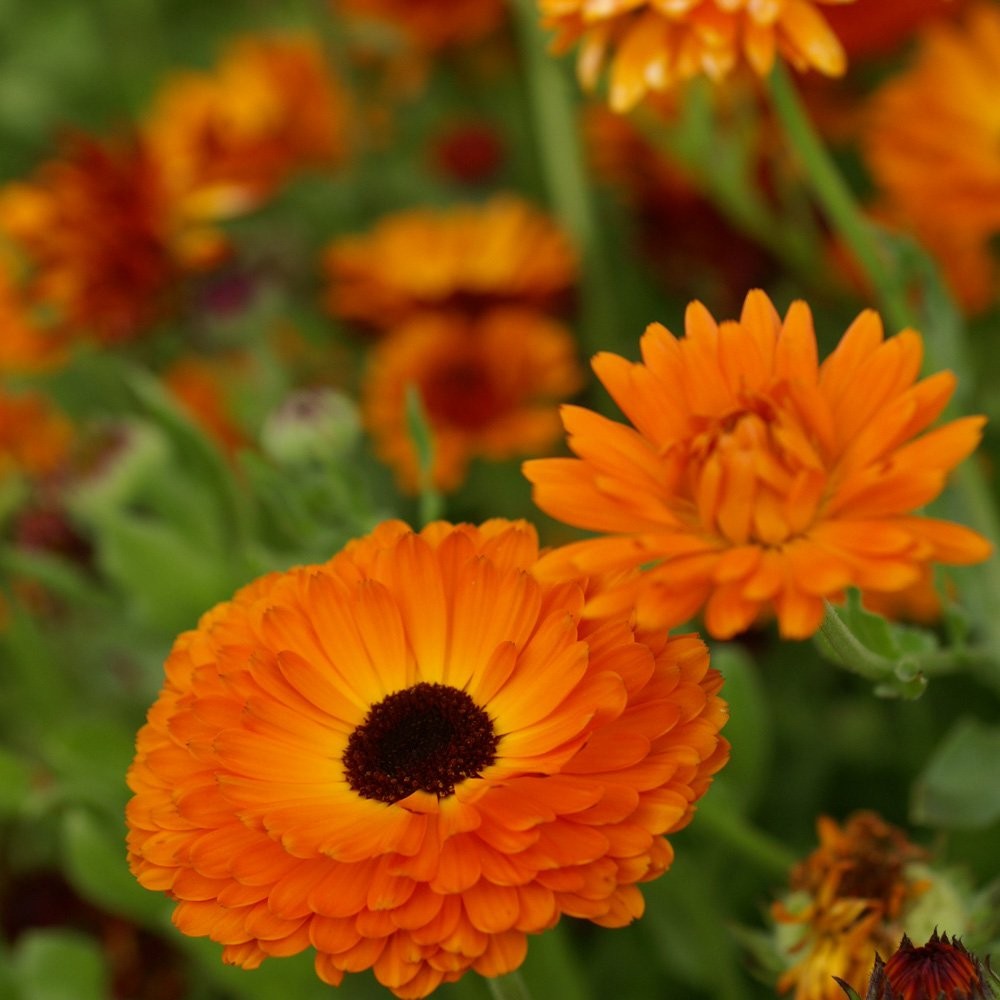 1000 Seeds Pot Marigold Seeds Drought Resistant Calendula Officinalis