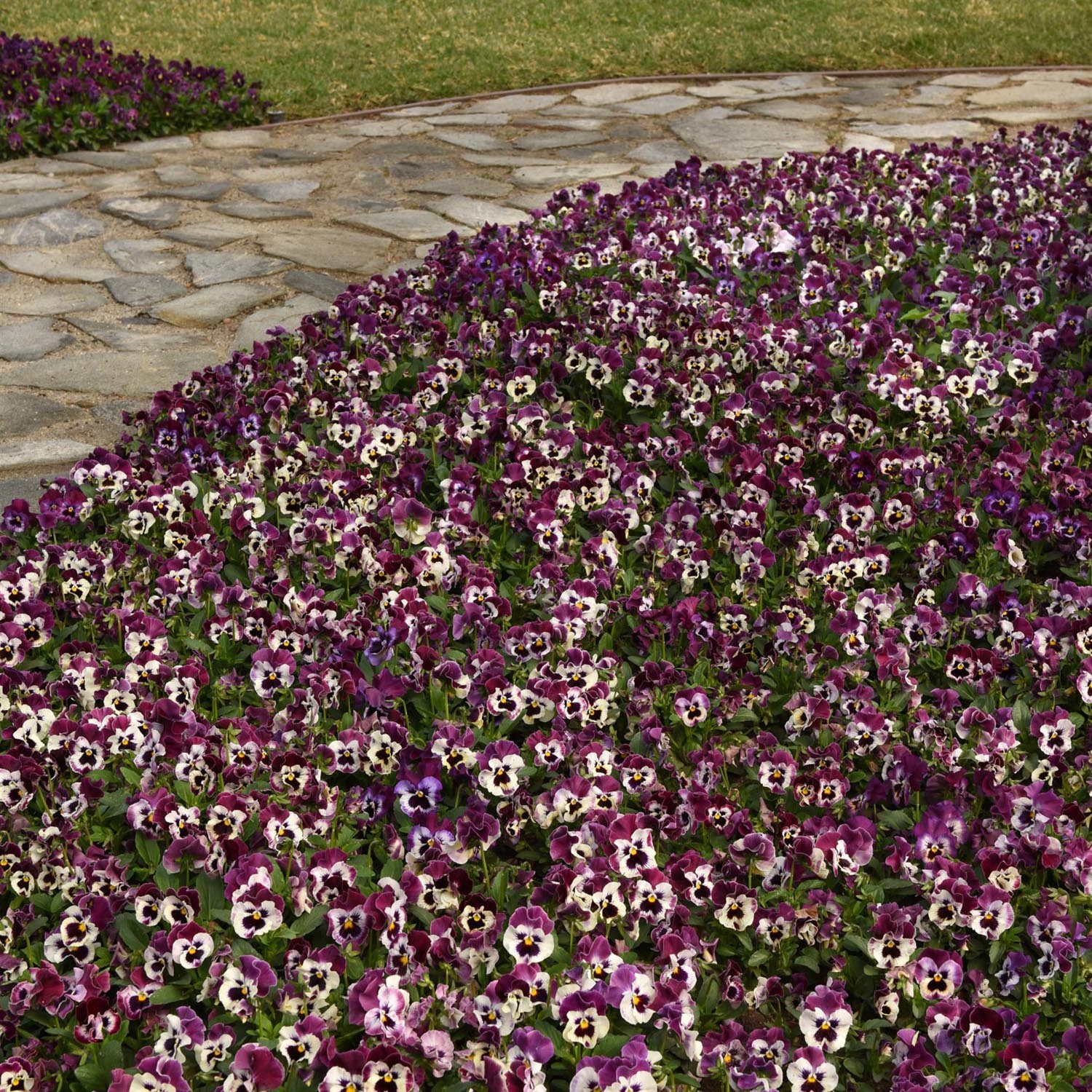 100 Seeds Pansy Flower Seeds – Pansy Frizzle Sizzle Rasberry