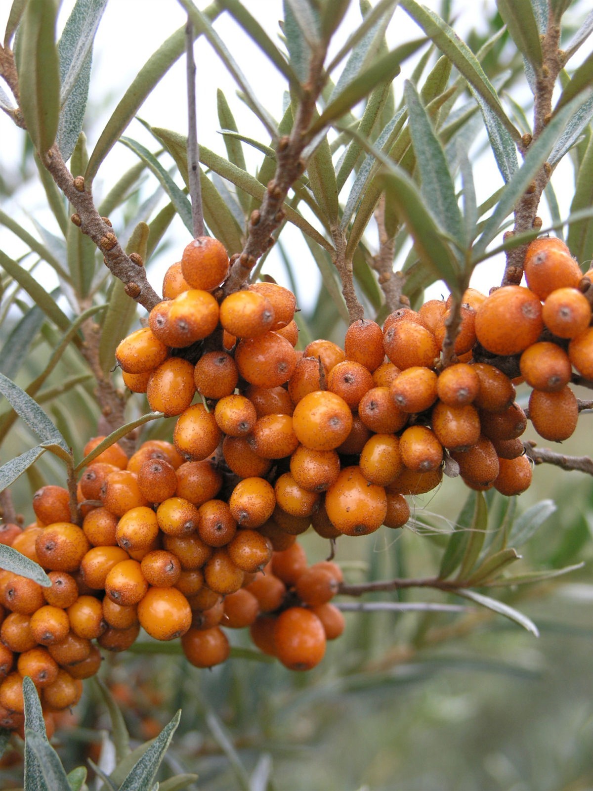 Hippophae rhamnoides | Sea Buckthorn | Sandthorn | Sallow | Seaberry | 50_Seeds