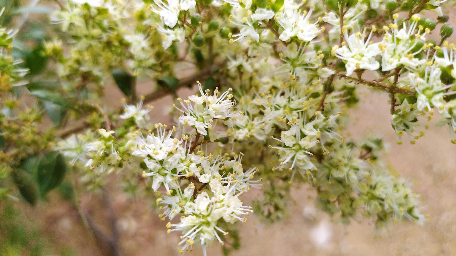 40 WHITE FLOWERING HENNA Tree Lawsonia Inermis Alba Dye Tattoo Flower Seeds