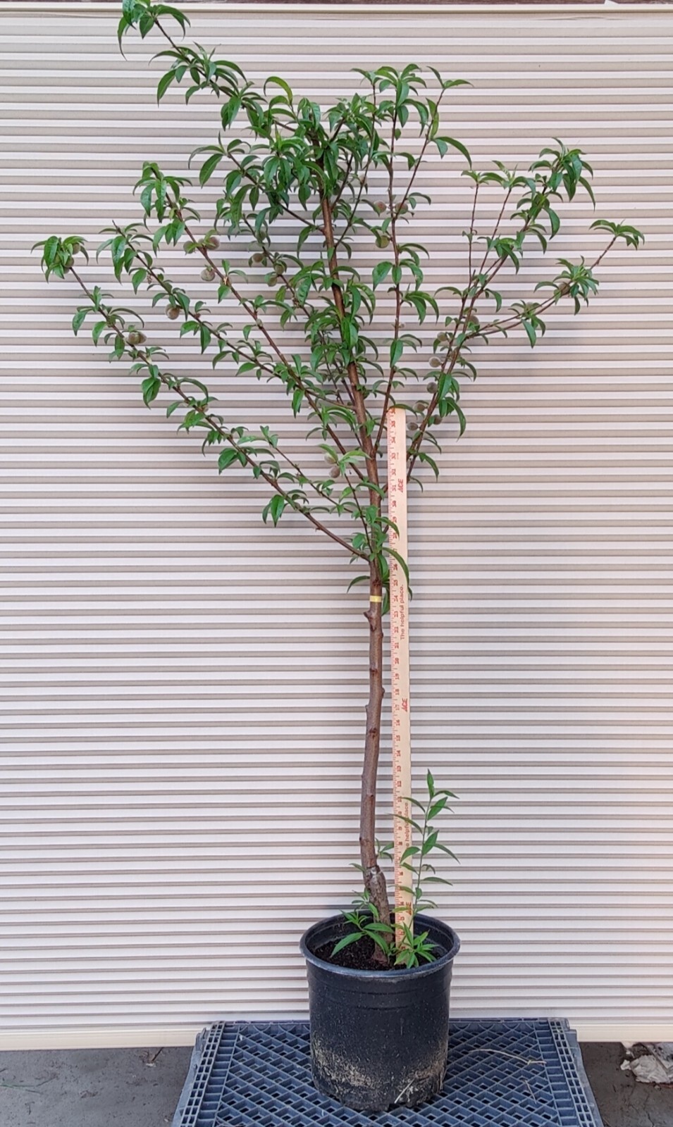 1 (One) Live “BABCOCK PEACH” plant rooted about 36-40″ tall.