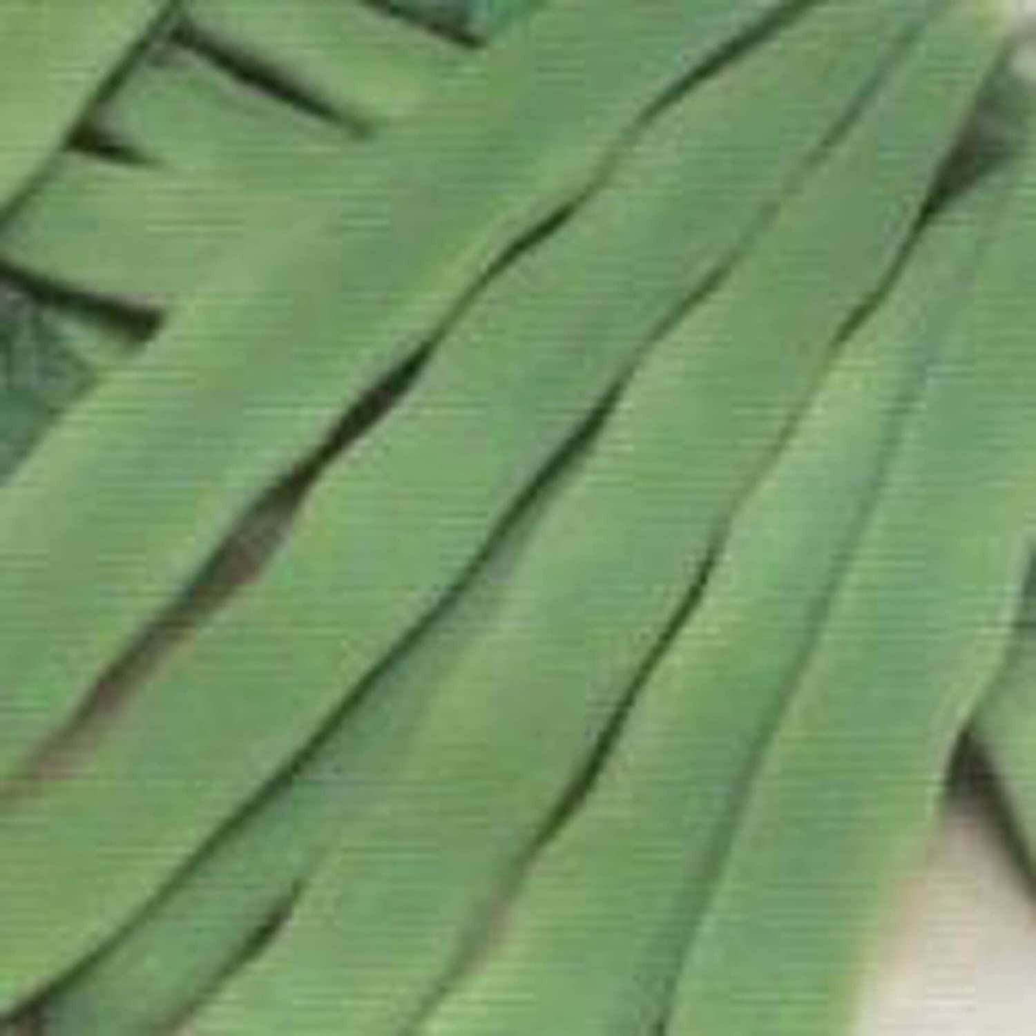 Bush Romano Beans Seeds (20+ Seeds) | Non GMO | Vegetable Fruit Herb Flower Seed