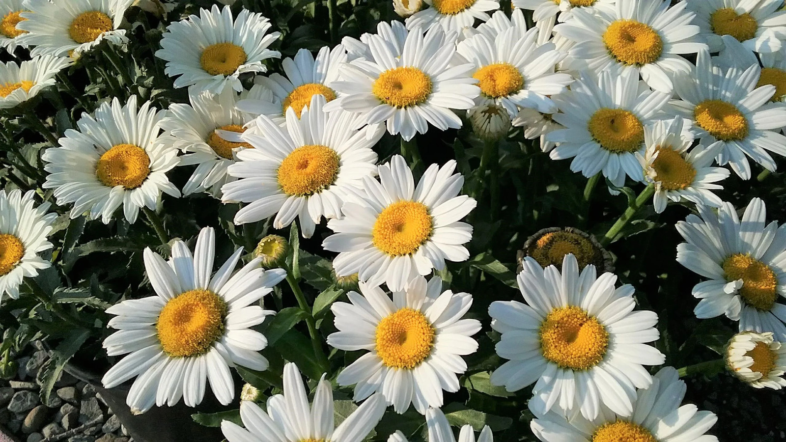 Shasta Daisy Seeds | Classic White Daisies Wildflower Perennial Flower Seed 2025
