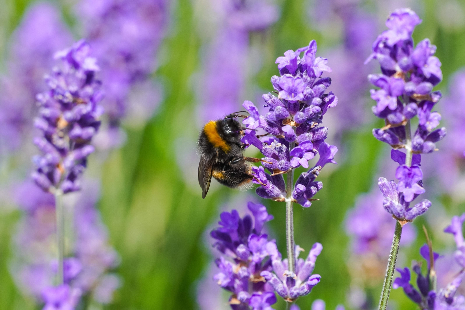 500 TRUE ENGLISH LAVENDER VERA Lavandula Angustifolia Herb Flower Seeds *Flat SH