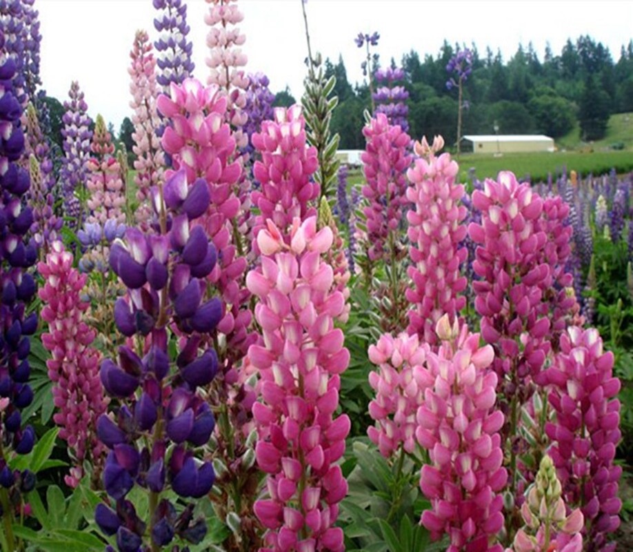 20 SEEDS purple violet LUPINE lupin flower exotic garden bed plant USA Seller