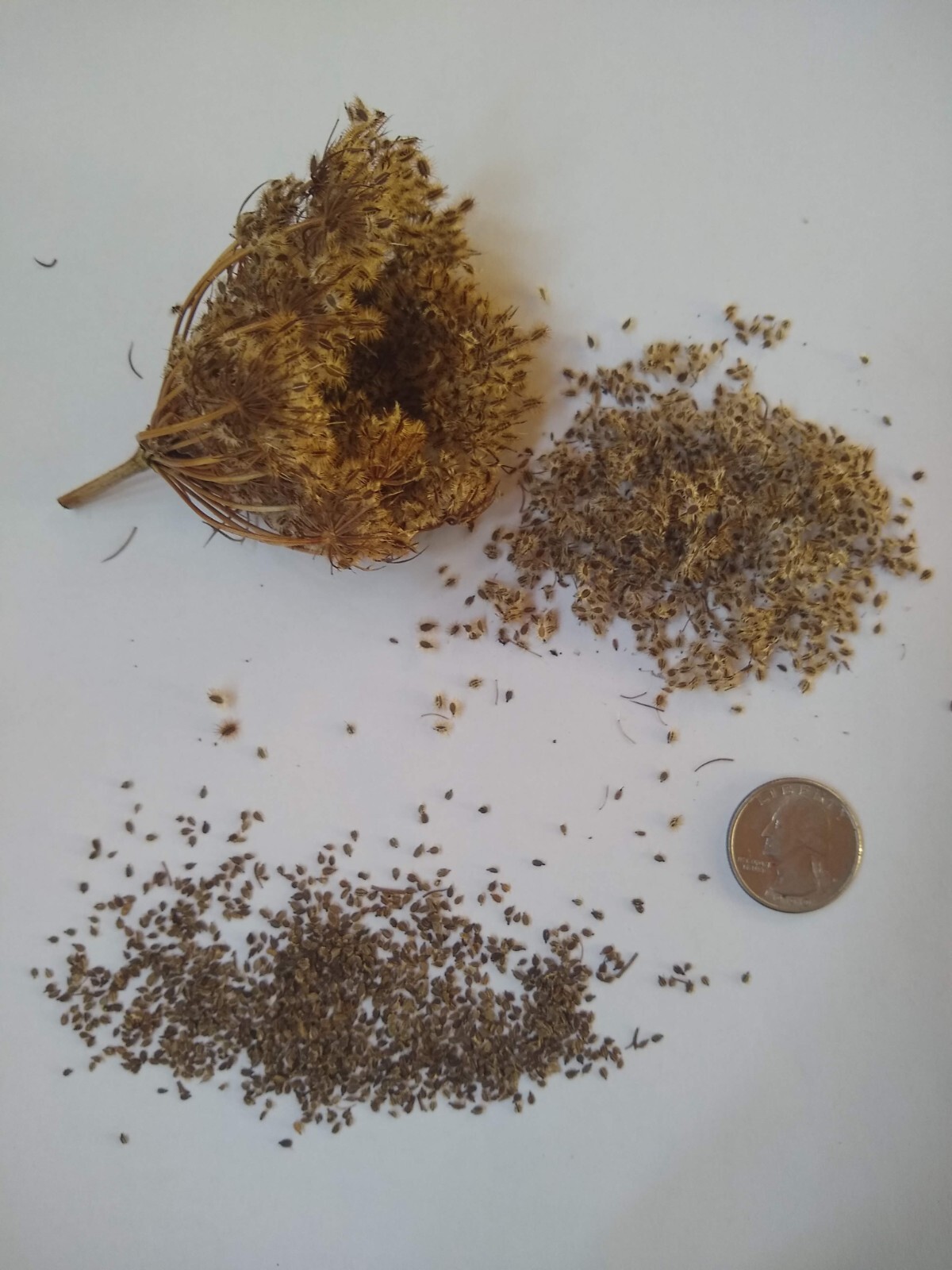 Queen Anne’s Lace Seed (Daucus carota) ~ Wild Carrot ~ 500 seeds to 1 lb bulk