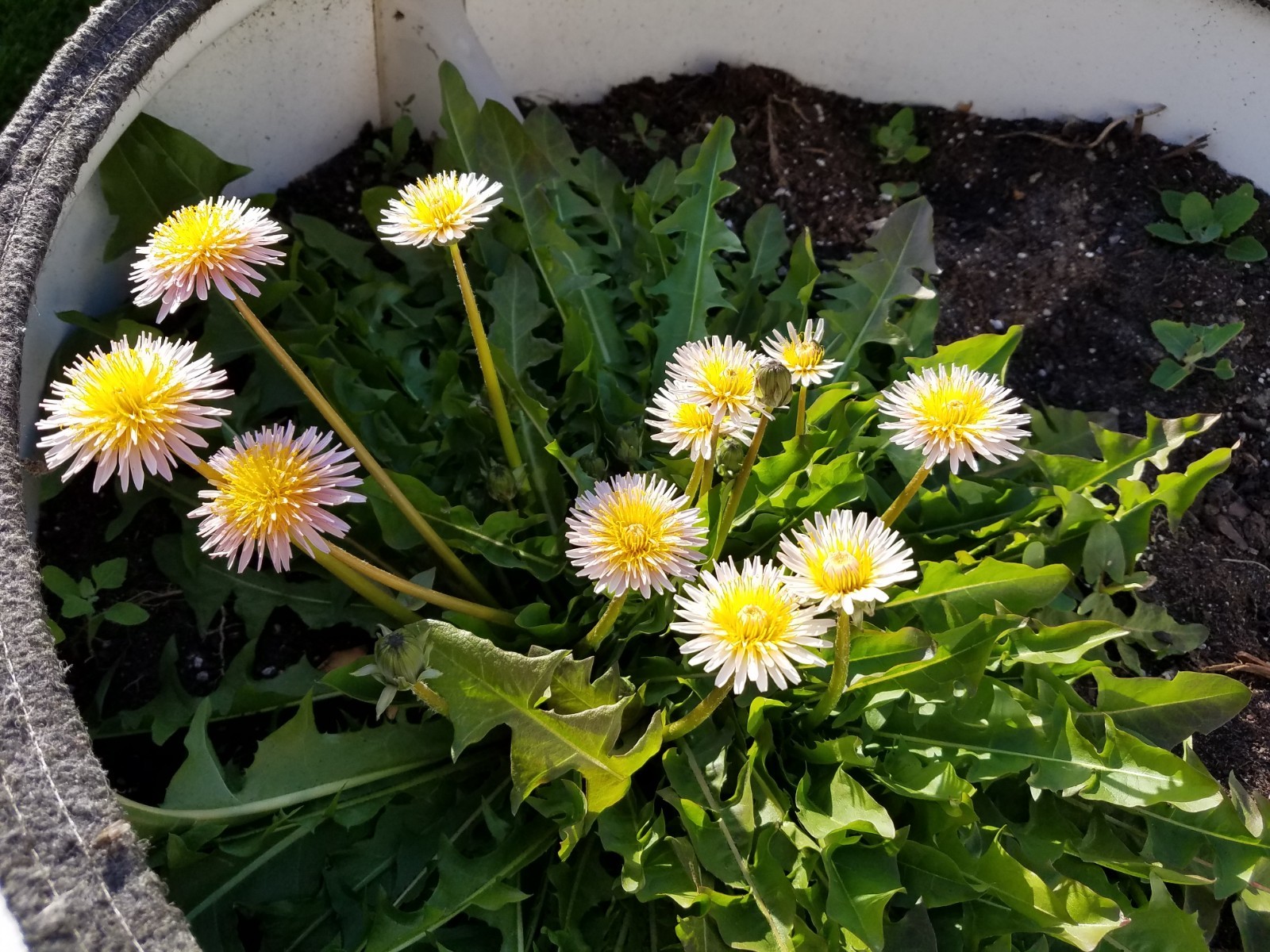 Pink Dandelion Seeds RARE 10 Organic Seeds *FREE SHIPPING*