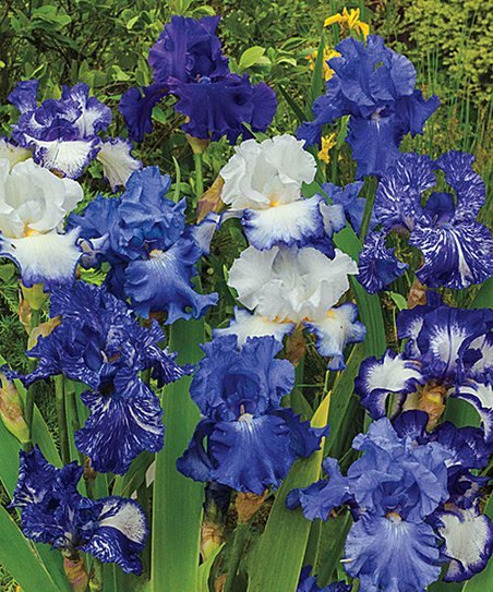 Red Dirt Road Flowers Bearded Iris Root, Ready to Plant, Check our Store