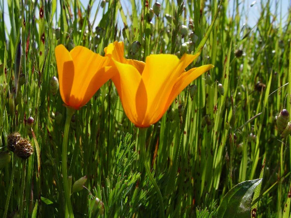 Eschscholzia californica | Californa Poppy | Cup of Gold | 200 Seeds