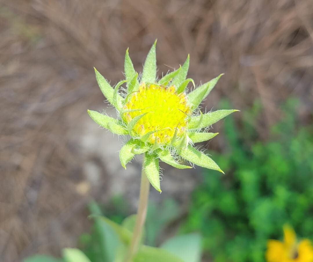 Indian Blanket | 25 Seeds | Gaillardia Pulchella | Firewheel | Blanket Flower