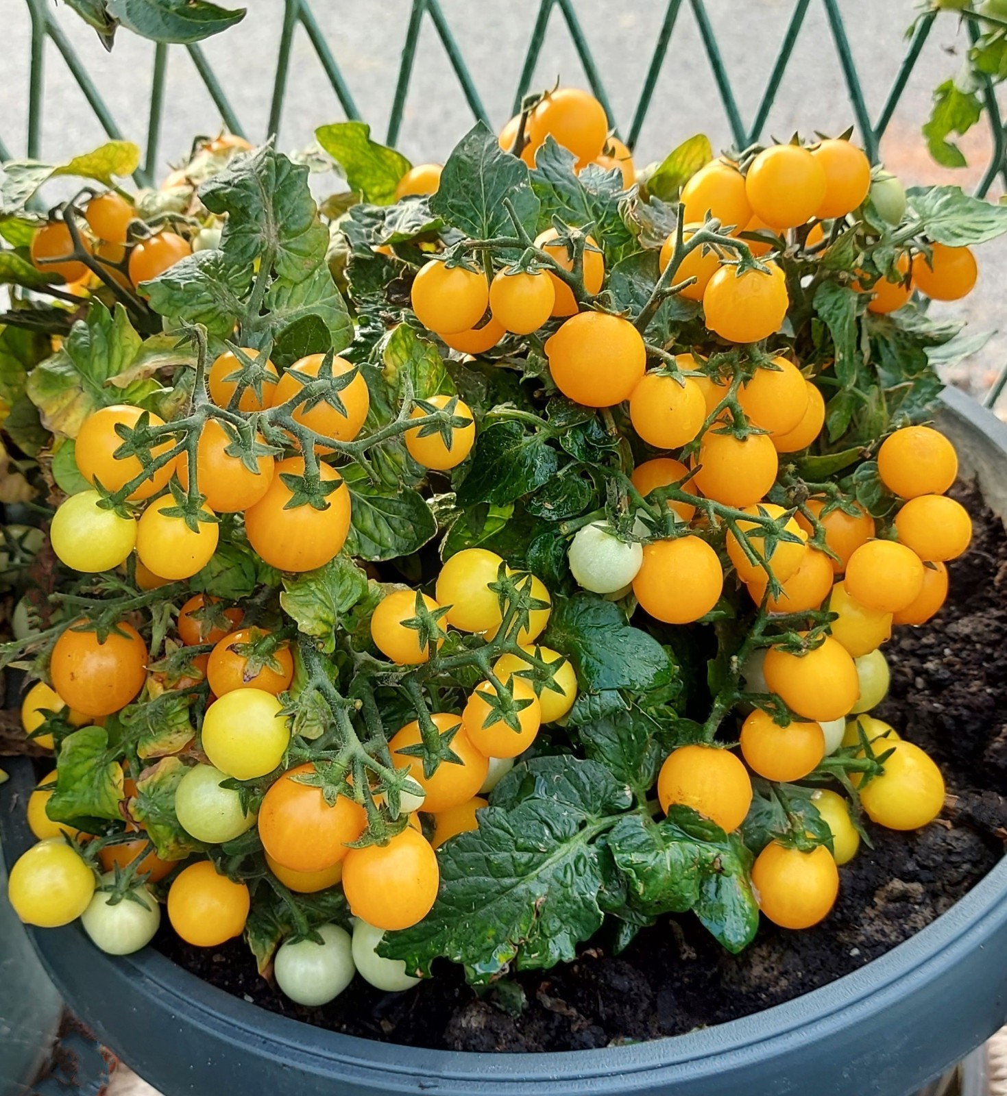 15 WINDOW BOX YELLOW MICRO DWARF TOMATO SEEDS ~ AEROGARDEN ~ 2026 ~ NON-GMO