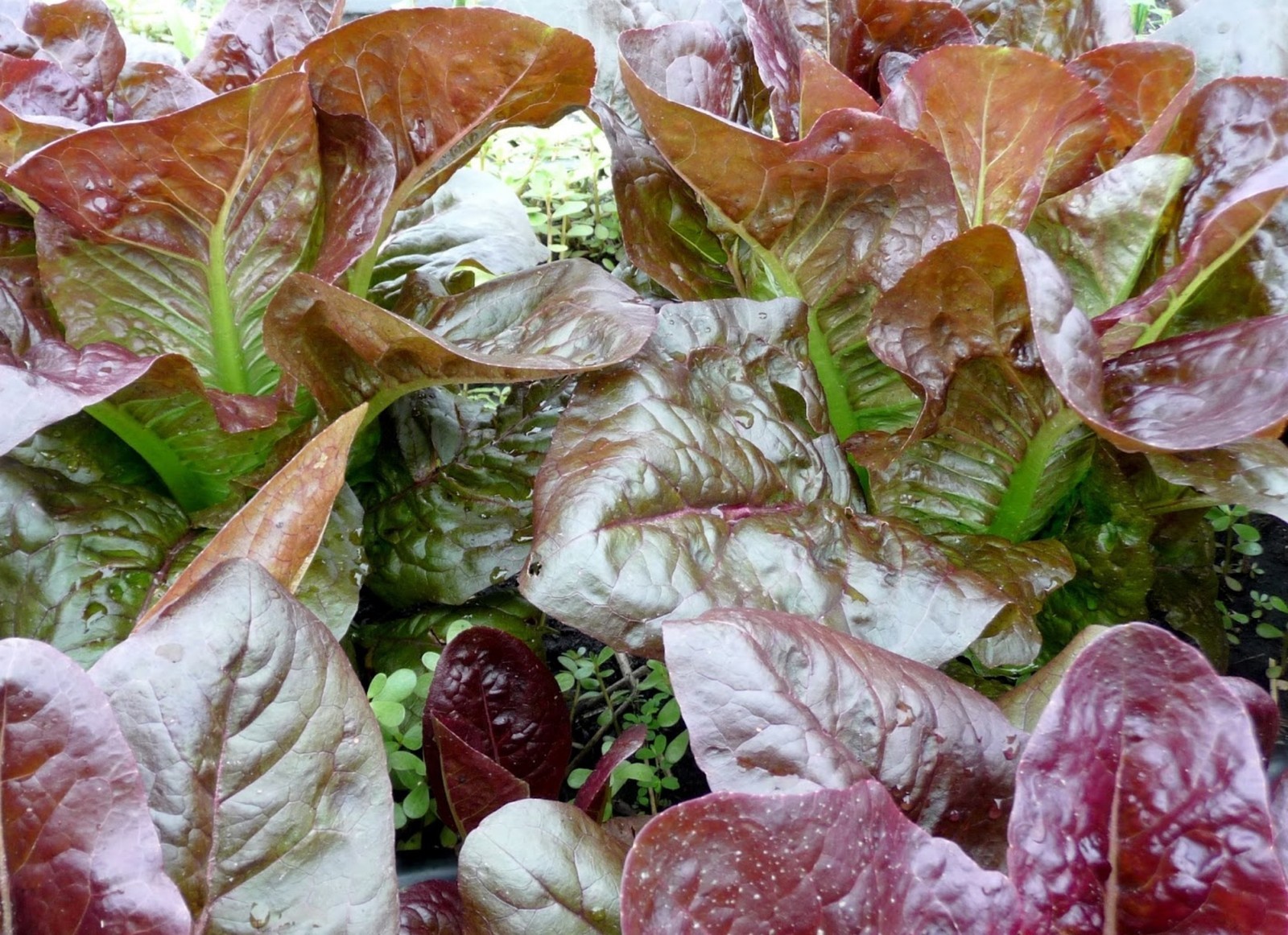 500+ Rouge d’ Hiver Lettuce Seeds- French Heirloom 2021 Seeds $1.69 Max Ship.