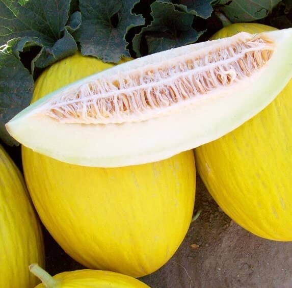 Tweety Melon Seeds for Planting (10 Seeds) – Made in USA, Ships from Iowa.