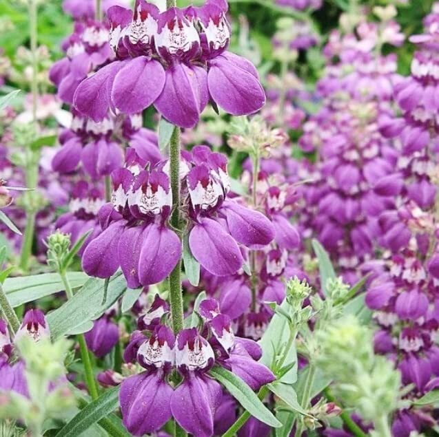 Chinese Houses Flower Seeds for Planting – Excellent Heirloom for Decoration and