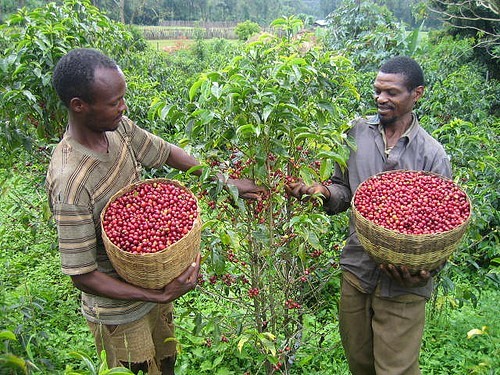 Ethiopian Harrar Queen City Coffee Bean Tree Seeds (25) / RARE