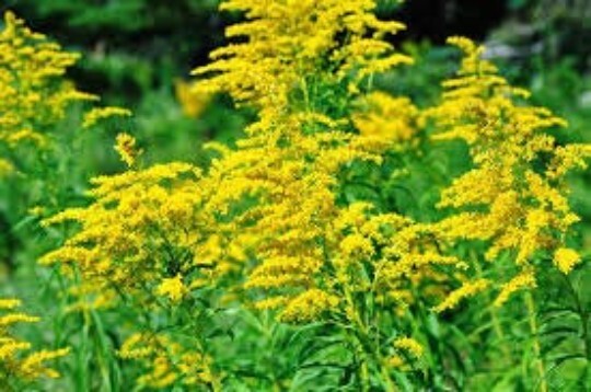 GOLDENROD SEEDS, 200 Seeds Per Order, Solidago Rigida, Wildflower, MedicinalHerb
