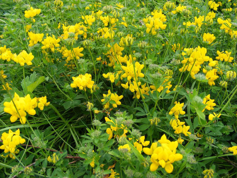 bird’s foot trefoil PERENNIAL yellow flower 2500 seeds GroCo BUY 10 – SHIPS FREE
