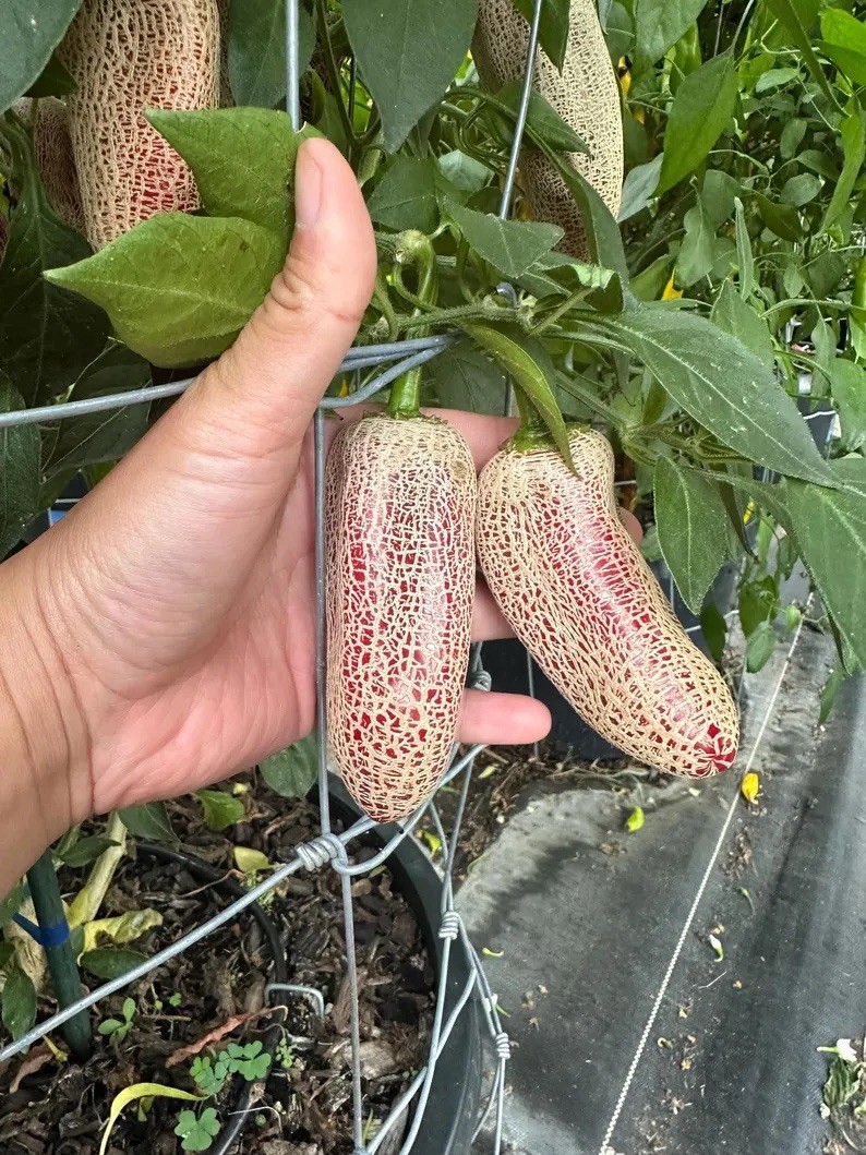 Farmer Market Jalapeno Pepper Seeds